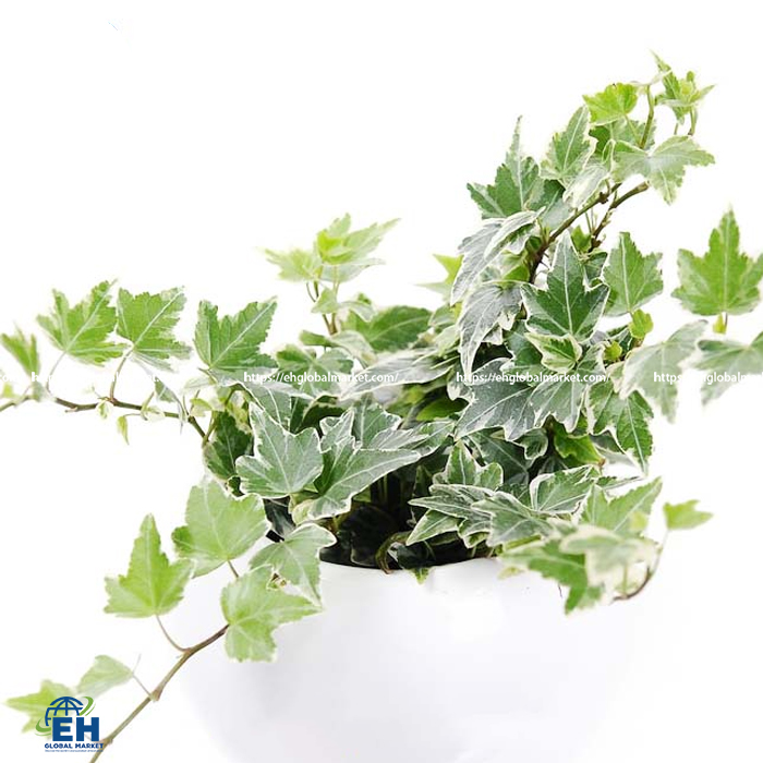 HEDERA MINI MIX