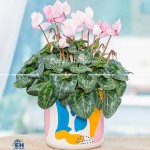 Hoa Anh Thảo (Cyclamen): Vẻ Đẹp Từ Thiên Nhiên