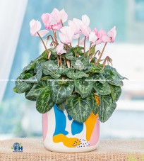 HOA ANH THẢO (CYCLAMEN)