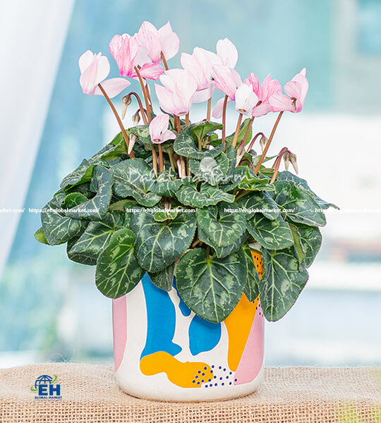 Hoa Anh Thảo (Cyclamen): Vẻ Đẹp Từ Thiên Nhiên