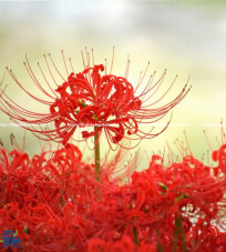 Spider Lily (Fabric Flower)