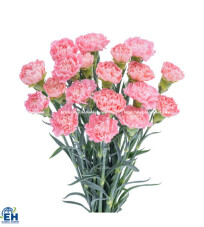 Carnation Flowers