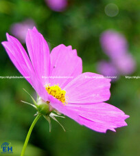 Fresh Butterfly Flowers