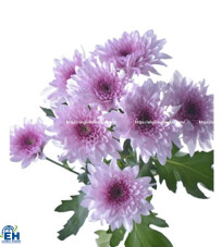 HOA CHRYSANTHEMUM DUNDEE