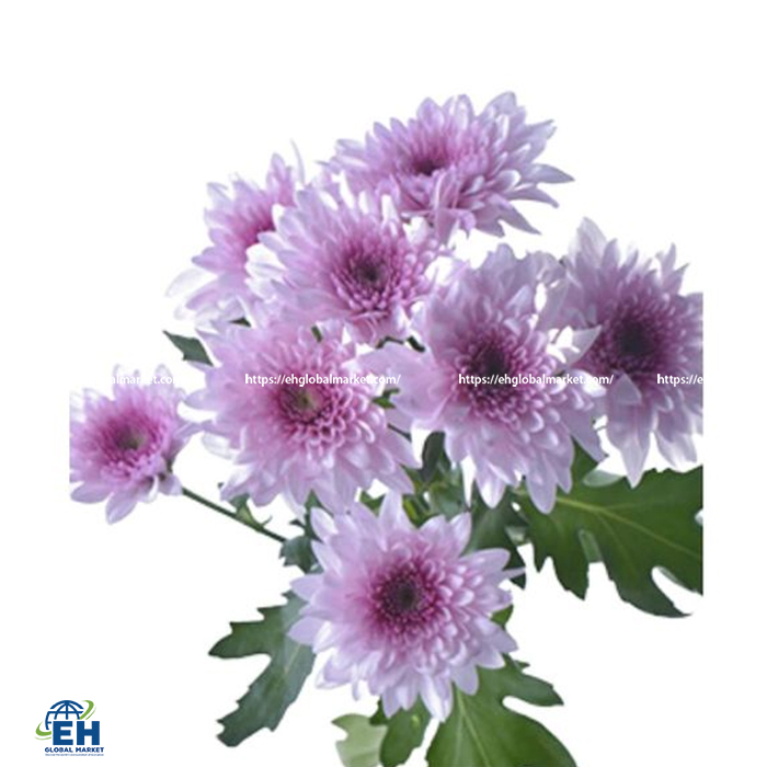 HOA CHRYSANTHEMUM DUNDEE