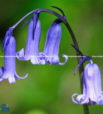 Green Bell Flower (Green Bell Foliage)