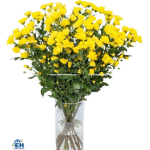 Golden Mai Chrysanthemum Celebrat