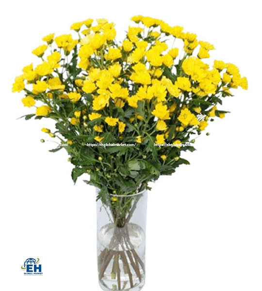 Golden Mai Chrysanthemum Celebrat