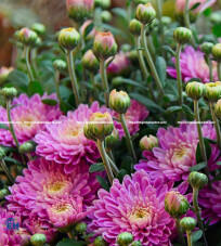 Chrysanthemum Pip (Purple)