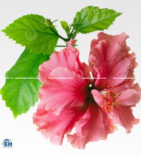 Hibiscus Flowers