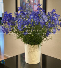 Delphinium Flowers