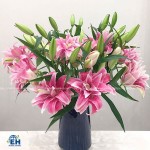 Hoa Ly Hồng (Lily Ori El Capitan)