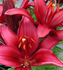 Pink Lily (Lily Ori El Capitan)