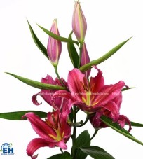 Pink Lily (Lily Ori El Capitan)