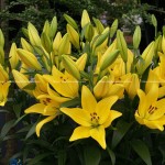 YELLOW LILY ( LILY ORI BELLVILLE)