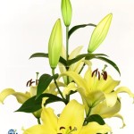 YELLOW LILY ( LILY ORI BELLVILLE)