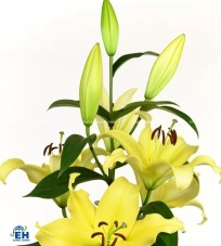 YELLOW LILY ( LILY ORI BELLVILLE)