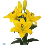 YELLOW LILY ( LILY ORI BELLVILLE)