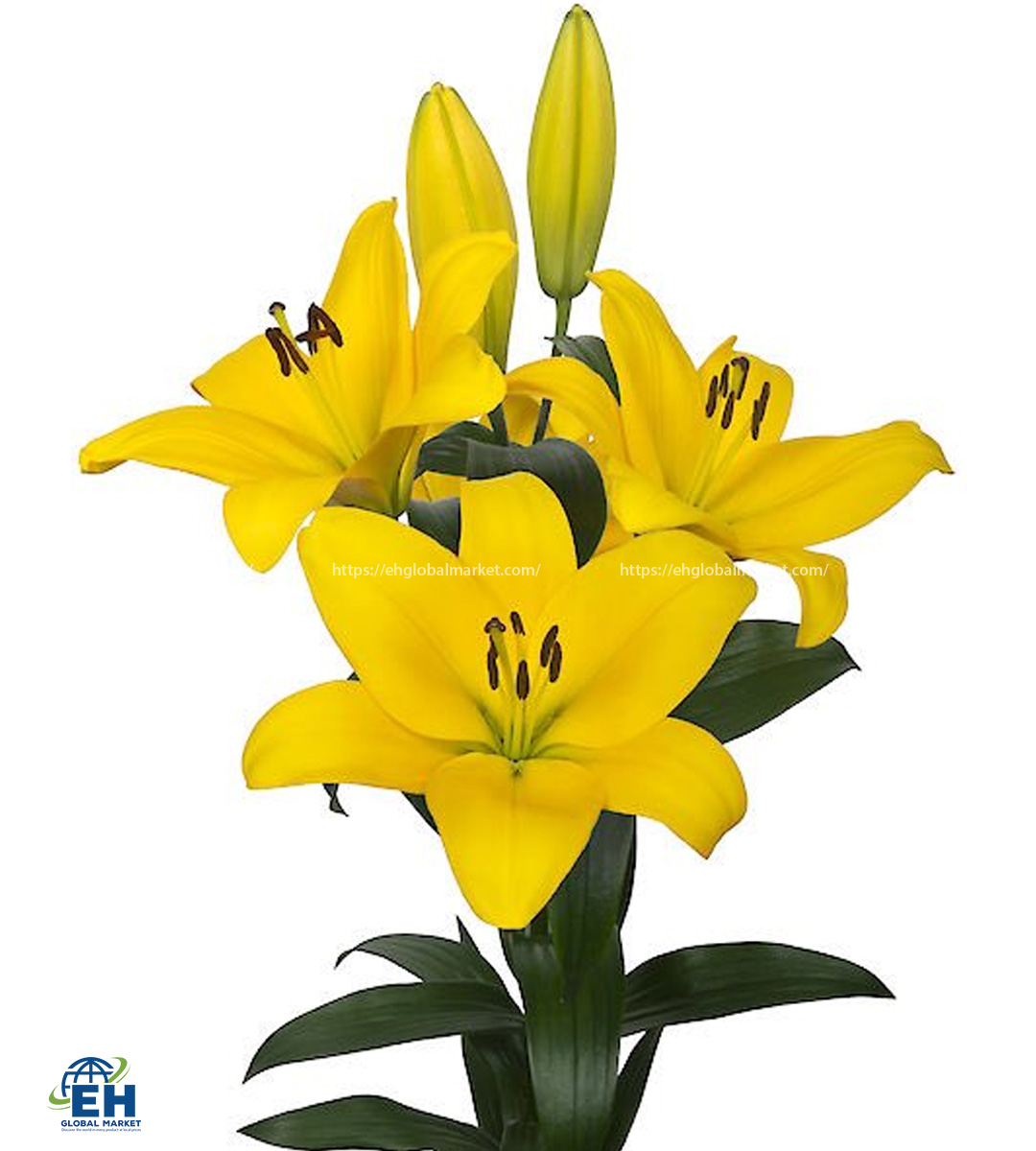 YELLOW LILY ( LILY ORI BELLVILLE)