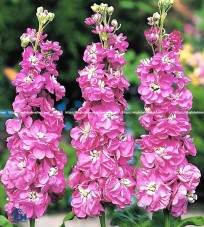 Hoa Matthiola hồng