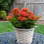 Hoa sống đời Kalanchoe