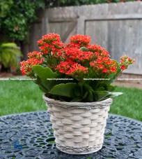 Hoa sống đời Kalanchoe