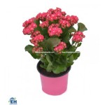 Hoa Sống Đời Kép Kalanchoe Size Lớn