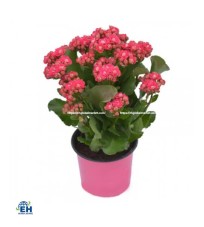 Large Double-Layered Kalanchoe