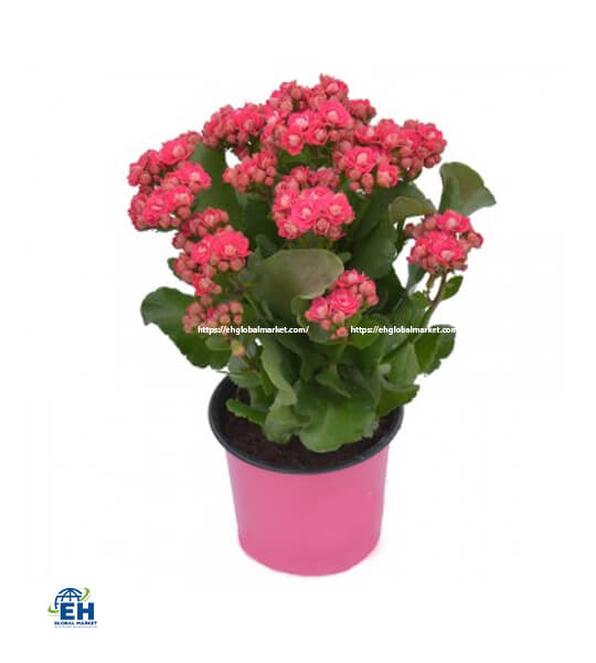 Hoa Sống Đời Kép Kalanchoe Size Lớn