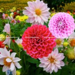 Hoa Thược Dược - Dahlia Mix: Đặc Điểm, Ý Nghĩa và Cách Chăm Sóc