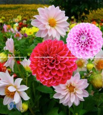 HOA THƯỢC DƯỢC - DAHLIA MIX