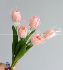 HOA TULIP CAO SU CÁNH BƯỚM