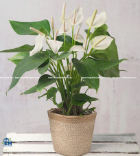 Anthurium