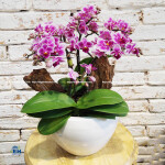 Mini Phalaenopsis Orchids