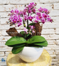 Mini Phalaenopsis Orchids