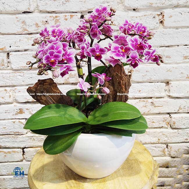 Mini Phalaenopsis Orchids