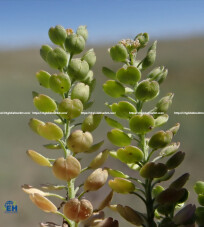 Lepidium Green Flower