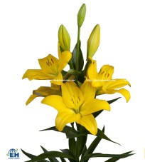 LILY ORI MANISSA (YELLOW LILY)