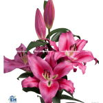 Hoa Lily Ori Marengo