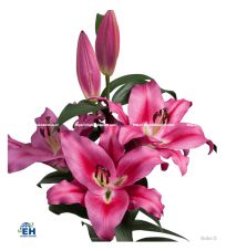 Hoa Lily Ori Marengo