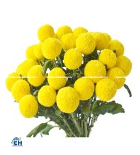 Ping Pong Yellow (10 Stems Bouquet)