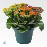 Cây sống đời - Kalanchoe lớn (kép 3 màu)