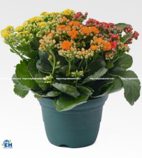 Cây sống đời - Kalanchoe lớn (kép 3 màu)