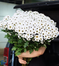 White Ying Yang Chrysanthemum